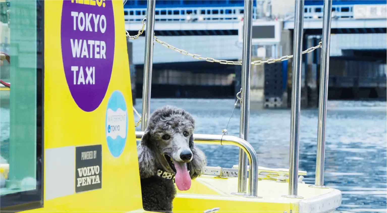 東京ウォータータクシーに乗る犬1