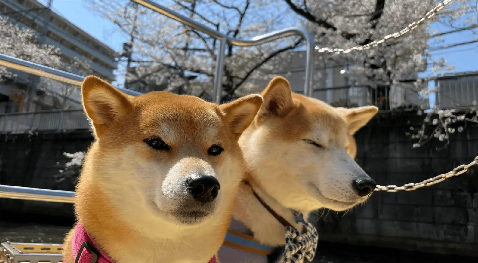 東京ウォータータクシーに乗る犬2