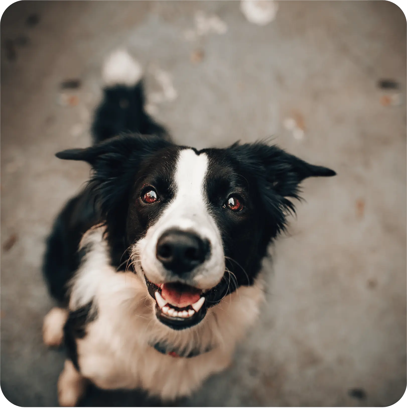 優しい笑顔の犬の写真